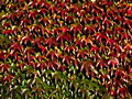 Parthenocissus tricuspidata Veitchii IMG_1148 Winobluszcz trójklapowy